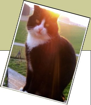 Bild : Katerchen